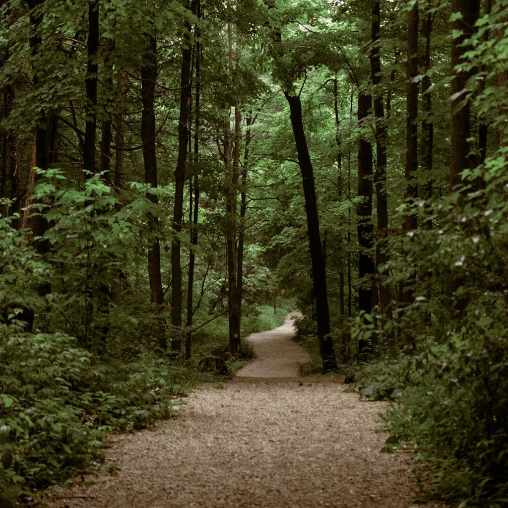 Väg genom skog